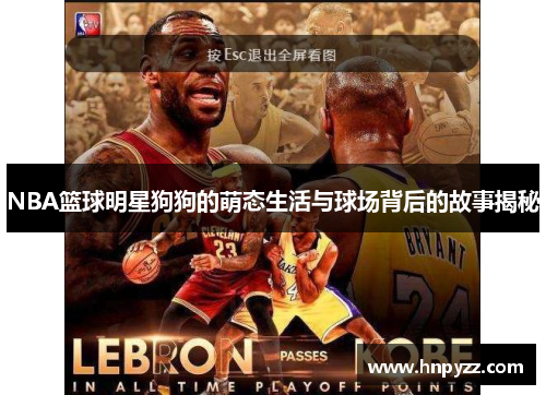 NBA篮球明星狗狗的萌态生活与球场背后的故事揭秘